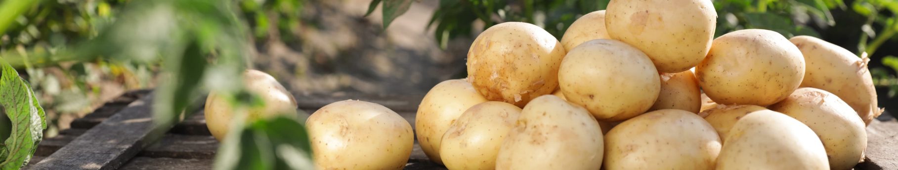 Cómo conservar las patatas: ¿qué hacer para evitar que germinen?
