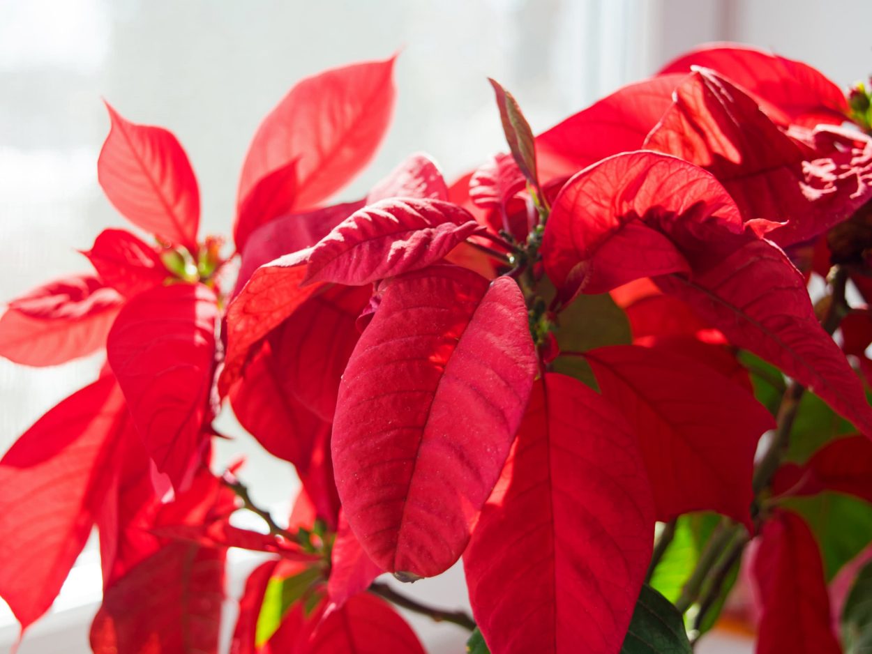 Cuidar La Flor De Pascua Para Que Sobreviva A La Navidad Aldi 