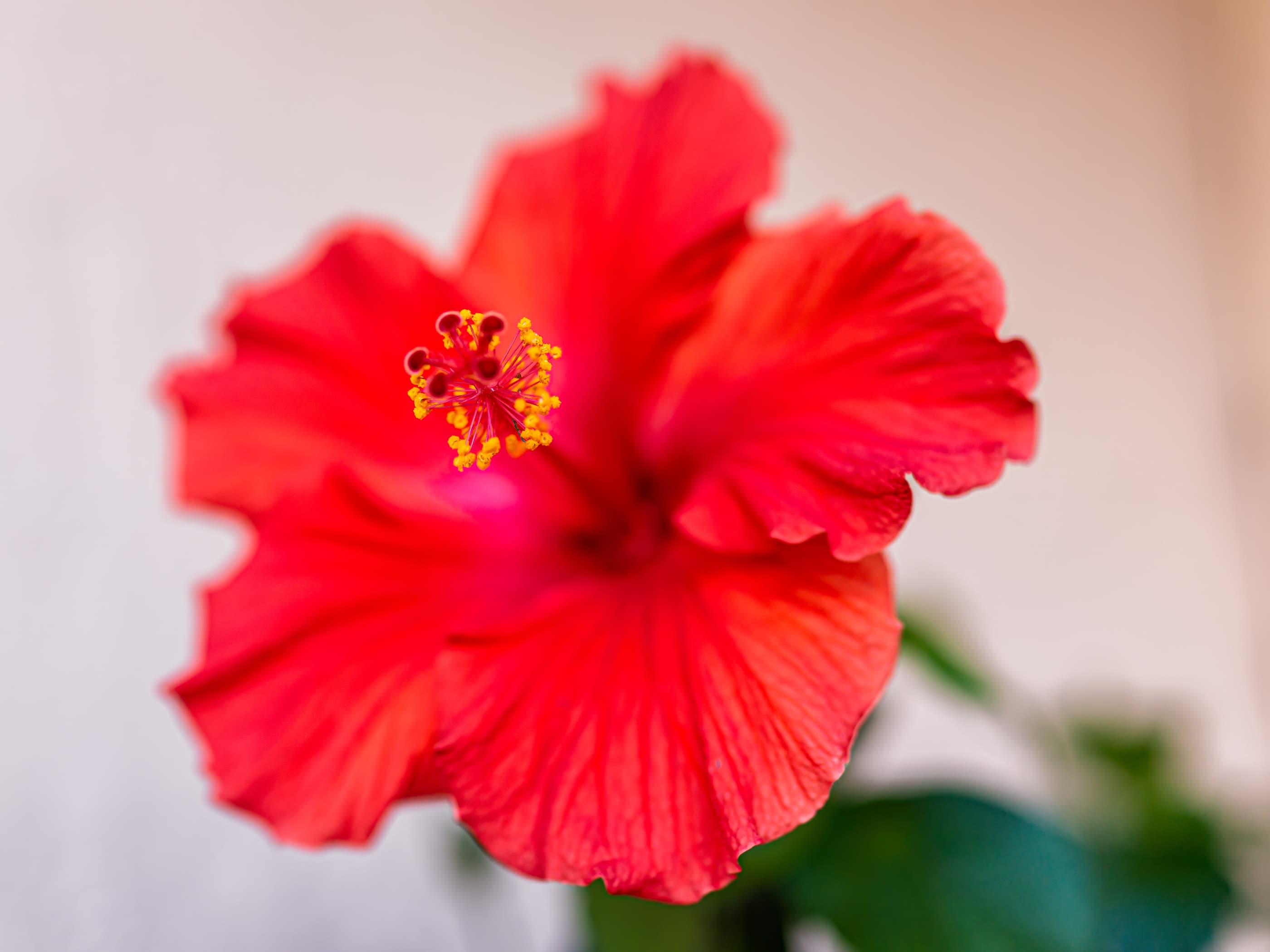 Plantas de interior con flor, ¿cuál es la perfecta para ti? - ALDI